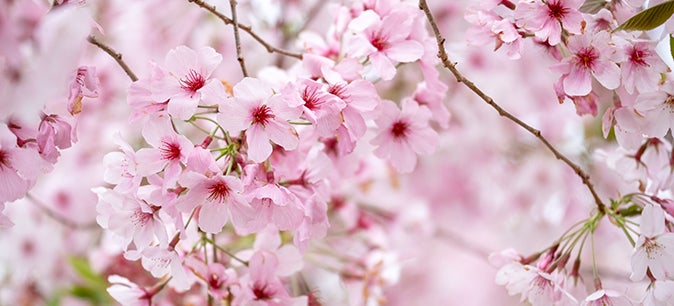 APISA shares new highlights for Tuesday’s Cherry Blossom Festival