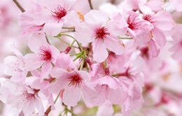 Cherry tree in bloom with pink blossoms