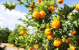 Tree filled with oranges