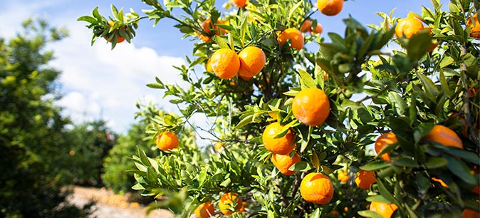 Made in the USA, grown in California: UC’s role in California agriculture