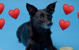 Small black dog next to button, overlayed with red heart graphics