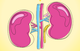 Cartoon illustration of human kidneys in unusually bright colors