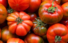 An assortment of ripe heirloom tomatoes